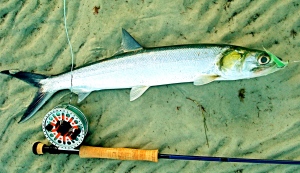 I think ladyfish fight as hard as a steelhead of the same size and spend much of their energy inn the air, way up in the air.
